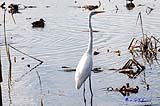 White Egret Port Aransas Bird Center 2020